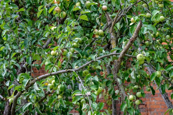 Ramos Macieira Dia Verão Verde Com Chuva Cheio Maçãs Verdes — Fotografia de Stock