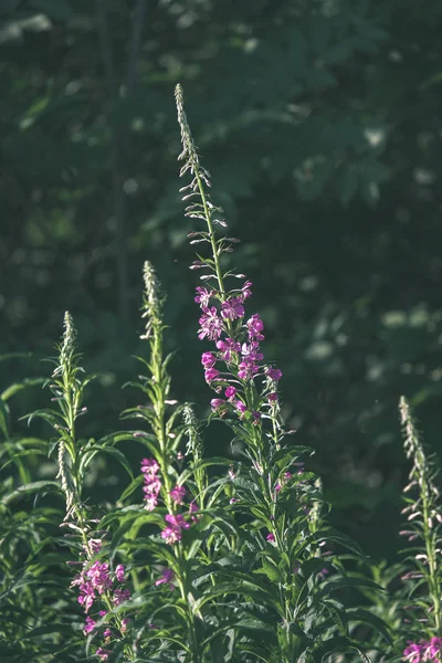 緑の草原の美しい花のクローズ アップ撮影 — ストック写真