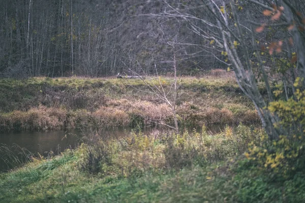 Eenzame Bomen Met Laatste Gekleurde Bladeren Takken Kort Voor Doffe — Stockfoto