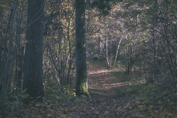 Naturlehrpfad Wald Spätherbst Mit Einigen Bunten Blättern Und Hellem Himmel — Stockfoto