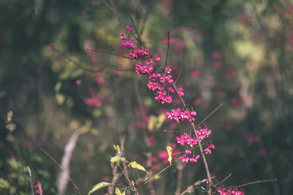 Árboles Otoño Desnudos Con Pocas Hojas Rojas Sobre Fondo Borroso —  Fotos de Stock