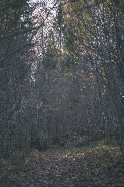 Barevný Strom Listy Svěží Vzor Lese Větví Slunce Počátku Podzimní — Stock fotografie