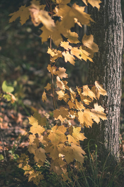 colored tree leaves lush pattern in forest with branches and sunlight in early autumn nature at countryside - vintage old film look