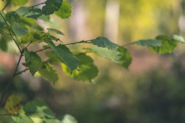 Farbige Baumblätter Saftige Muster Wald Mit Ästen Und Sonnenlicht Frühherbst — Stockfoto