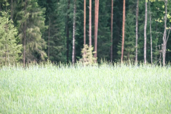 Letní Zelené Louky Abstraktní Vzor Tráva Květiny Slunečný Den Lotyšsku — Stock fotografie