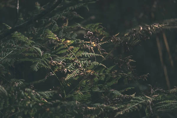 Árvore Colorida Deixa Padrão Exuberante Floresta Com Ramos Luz Solar — Fotografia de Stock