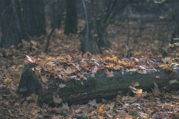 Naturliga Turiststråken Skogen Senhösten Med Några Färgade Blad Och Ljusa — Stockfoto