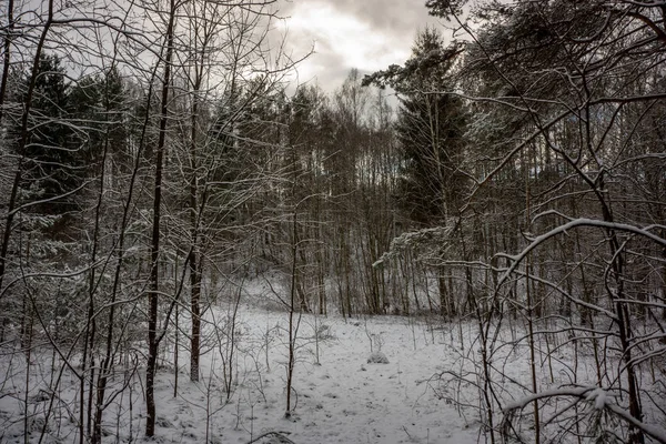 Wilde Bos Winter Met Sneeuw Late Avond Voor Zonsondergang — Stockfoto