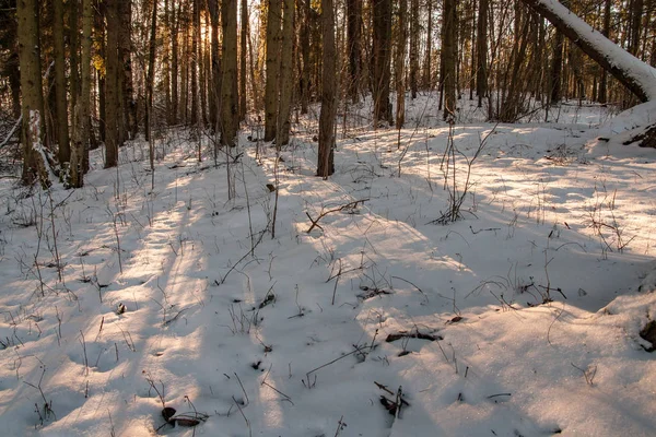 Foresta Selvaggia Inverno Con Alto Livello Neve Tarda Sera Prima — Foto Stock