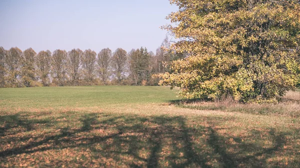 木の幹 紅葉の晴れた秋の日に空の枝と田舎で晩秋の森詳細 黄色の葉 ヴィンテージの古いフィルムの外観で地面が覆われて — ストック写真