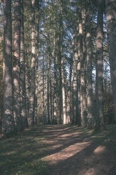 Leere Landstraße Herbst Bedeckt Mit Gelben Blättern Park Zwischen Baumstämmen — Stockfoto