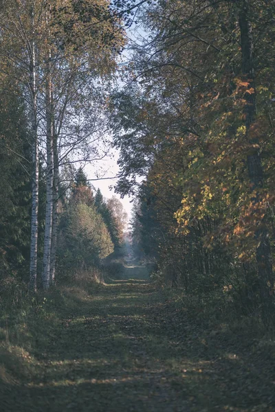 forest details in late autumn at countryside with tree trunks, colored leaves and empty branches in sunny fall day. ground covered in yellow leaves - vintage old film look