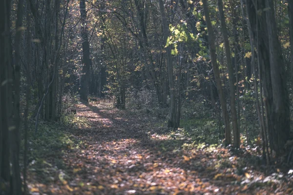Naturlehrpfad Wald Spätherbst Mit Einigen Bunten Blättern Und Hellem Himmel — Stockfoto