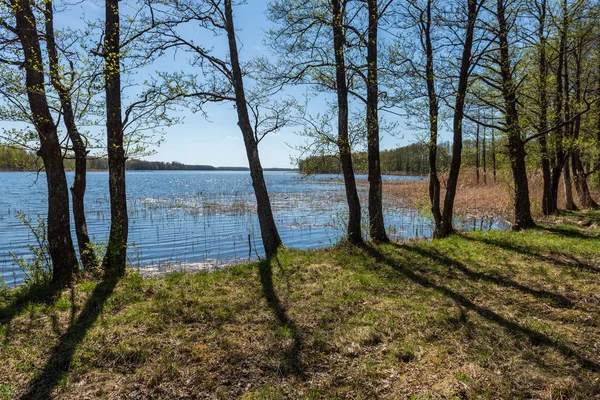 Lake Shore Distinct Trees Green Summer — стоковое фото