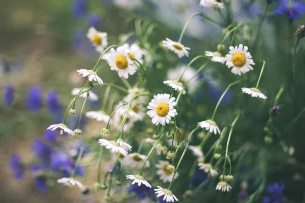 Крупным Планом Цветки Маргаритки Летом — стоковое фото