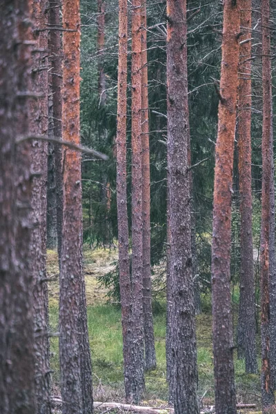 Forêt Sèche Pins Automne Texture Douce Des Troncs Arbre Fond — Photo