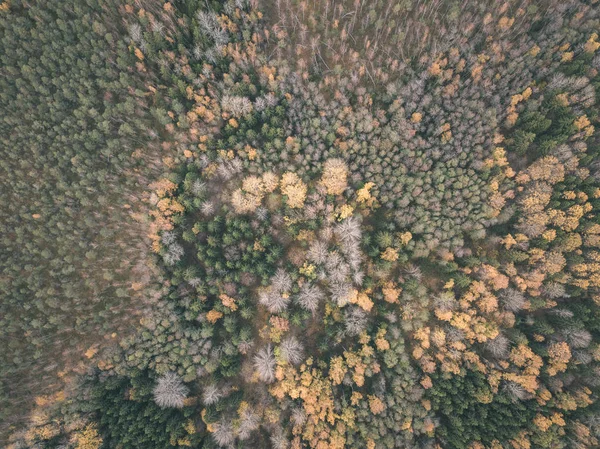Imagen Del Dron Vista Aérea Zona Rural Otoño Con Árboles —  Fotos de Stock