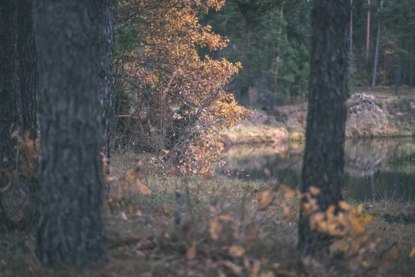 冬天前不久 孤独的树木与最后的颜色的叶子在分枝 沉闷的秋天的颜色和空的公园与树干 复古老电影看 — 图库照片