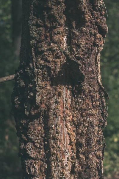 Vista Cerca Del Tronco Árbol Seco Árbol Roto Caído Con —  Fotos de Stock