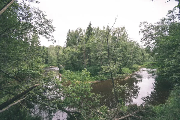 Красивый Ручеек Лесу Летом Река Амата Латвии Возле Цесиса — стоковое фото