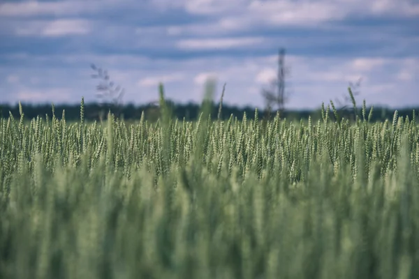 Scenic Shot Beautiful Green Wheat Field Summer — Stock Photo, Image