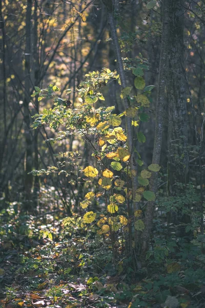 Gekleurde Boom Bladeren Weelderige Patroon Forest Met Takken Zonlicht Vroege — Stockfoto