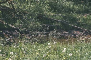 Küçük bir göl ve orman, yaz