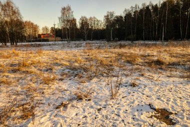 alanları ve ağaçların kar altında basit kırsal manzara Letonya. eski çim uzanarak