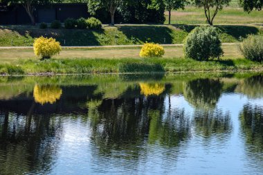temiz su ve su çimen, bents ve yeşil yeşillik forest yakınındaki göl kenarında sakin yaz günü göster