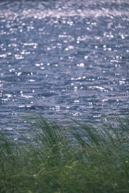 Yaz bitkiler ve bents tarihinde akşam güneşin altında arka plan bulanıklık. Yeşillik dokulu deseni 