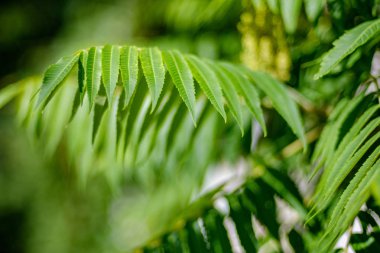arka planlar ve dokuları tarafsız doku için hafif yaz aylarında derin yeşil yeşillik