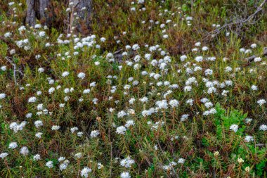Alan Manzaralı yalnız çam ağaçları ve yaz yeşil yeşillik çevre çim alanları ile bataklık