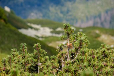 Çoklu Seviye alanları ve ormanları dağ bölgesinde. Slovakya. ağaçlar ve çayırlar üzerinde sis