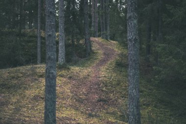temiz çam ağacı orman çamur ve yeşil yaprakları ile toprak yol. koyu renkler