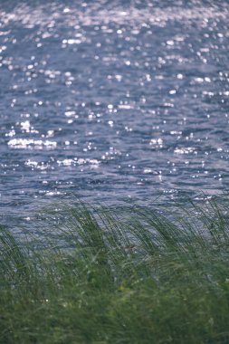 Yaz bitkiler ve bents tarihinde akşam güneşin altında arka plan bulanıklık. Yeşillik - retro vintage dokulu deseni bak