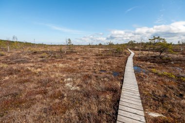 eski ahşap tahta boardwalk iz sonbahar renkli doğada su yakın bataklık alanda