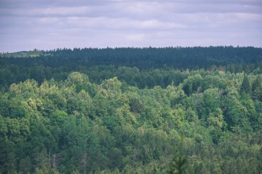 herdem yeşil orman puslu günde yukarıda da görüleceği. uzak ufuk - vintage bir retro görünüm