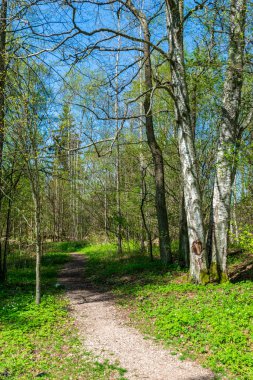güzel huş ağacı ağaç gövdeleri, dalları ve yaprakları doğal ortamda. karışık mevsim yaz sonbahar bahar resimleri