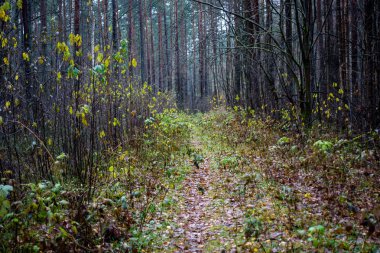 yapraklar ve ağaçlar etrafında ile perspektif içinde basit kırsal orman yolu