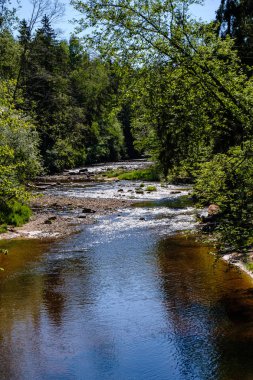 temiz su ve su çimen, bents ve yeşil yeşillik forest yakınındaki göl kenarında sakin yaz günü göster