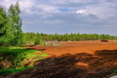 Alan Manzaralı yalnız çam ağaçları ve yaz yeşil yeşillik çevre çim alanları ile bataklık