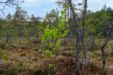 Alan Manzaralı yalnız çam ağaçları ve yaz yeşil yeşillik çevre çim alanları ile bataklık