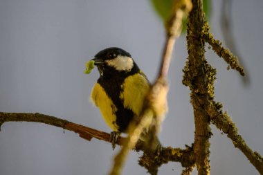 küçük tomtit kuş yaz gagasında solucan ile