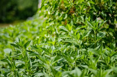 arka planlar ve dokuları tarafsız doku için hafif yaz aylarında derin yeşil yeşillik