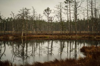 Manzaralı kuru çam ağaçları, su ve ilk kar yeşil çimenlerin üzerinde yansımaları ile bataklık. donuk akşam yıldırım