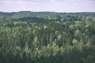 herdem yeşil orman puslu günde yukarıda da görüleceği. uzak ufuk 