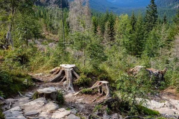 evergreen forest with spruce and pine tree under branches. low light details with trunks and empty ground