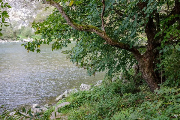 Rzeka Woda Zielony Drzewami Lecie Dunajec Słowacja — Zdjęcie stockowe