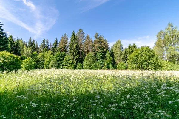 Beautiful Green Meadow Summer Flowers Forest Warm Summer Day Foliage — Stock Photo, Image
