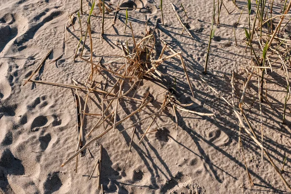 Vzorek Abstraktní Textury Písku Poblíž Vodního Útvaru Některé Rostliny — Stock fotografie